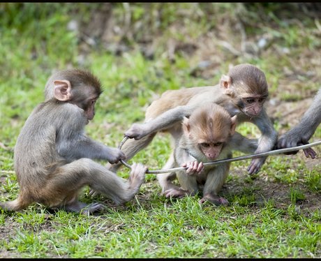 Longleat monkeys