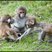 Image 4: Longleat monkeys