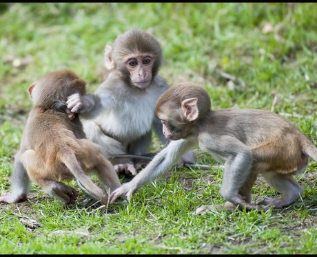 Longleat monkeys