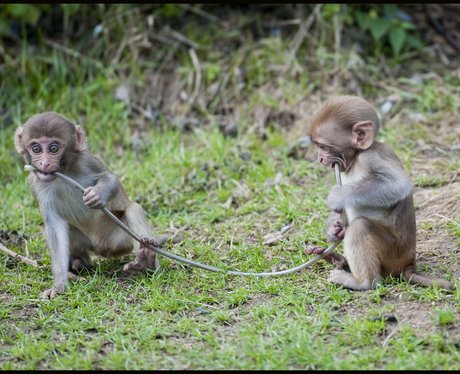 Longleat monkeys