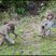 Image 6: Longleat monkeys