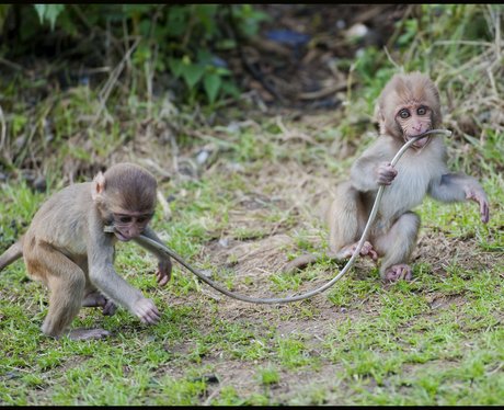 Longleat monkeys