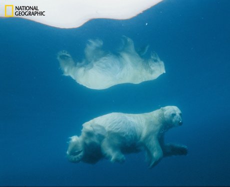 A polar bear reflected in water