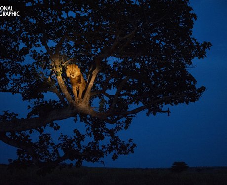 A lion climbs a tree