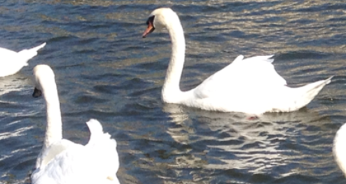 Swan swimming on the river