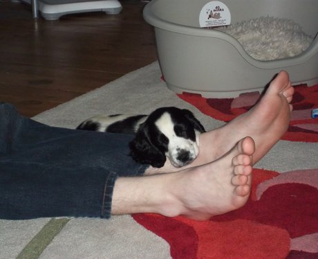 You and Your Pets