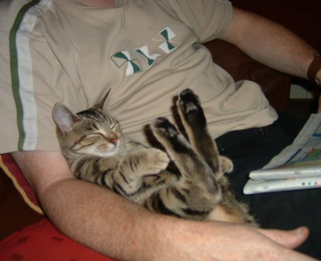 You and Your Pets