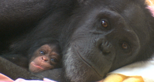 Chimpanzee Cherri with baby