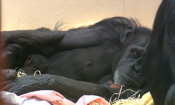 Chimpanzee Cherri with baby