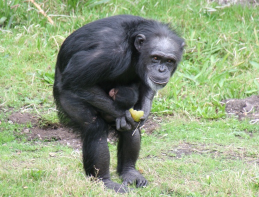 Chimpanzee Cherri with baby