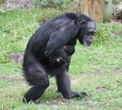 chimpanzee with twins