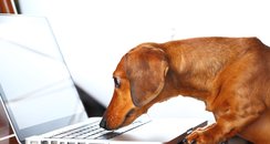 Dog using Computer