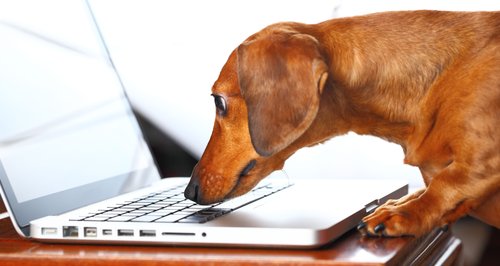 Dog using Computer