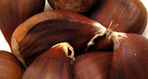 Chestnuts