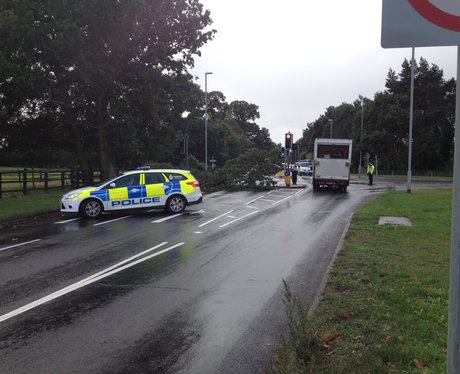 Norfolk Storm Tree Catton