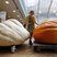 Image 1: Two giant pumpkins