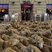 Image 7: Sheep in Spain