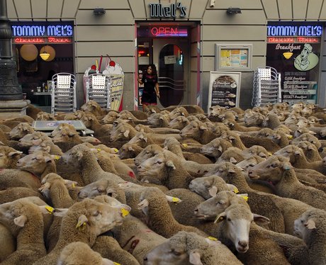 Sheep in Spain