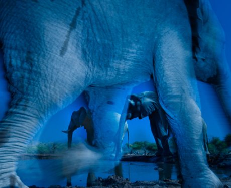 Elephants at the watering hole