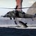 Image 6: shark jumps up towards a helicopter
