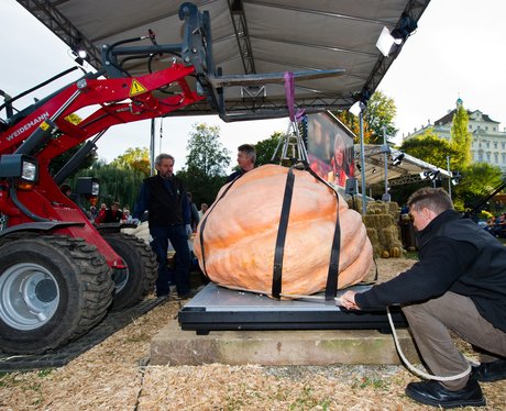 a huge pumpkin