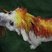Image 7: a dog with red and yellow hair