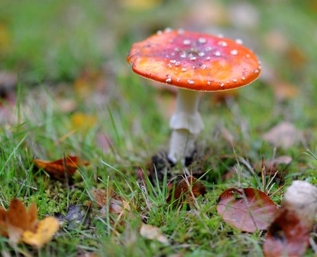 a mushroom
