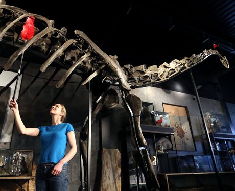 a dinosaur skeleton