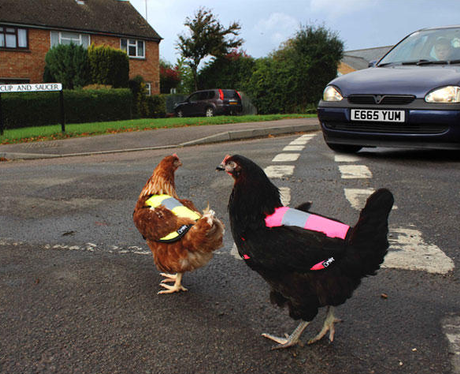 Chickens cross the road in high visability jackets
