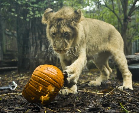 lioness with a pumpkin
