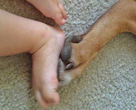dog and baby