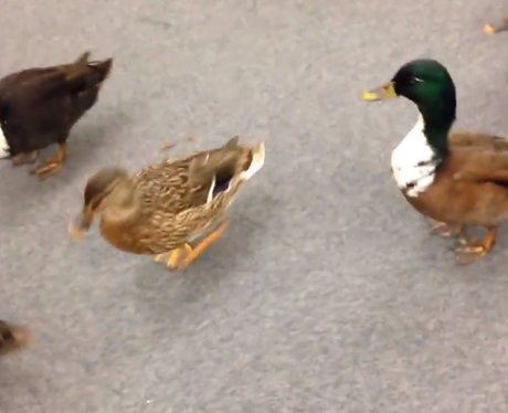 ducks in nyc shop