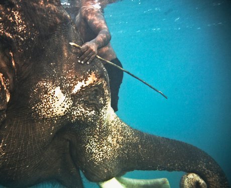 Elephant under water