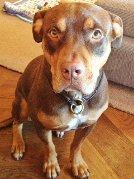 A brown and tan labrador