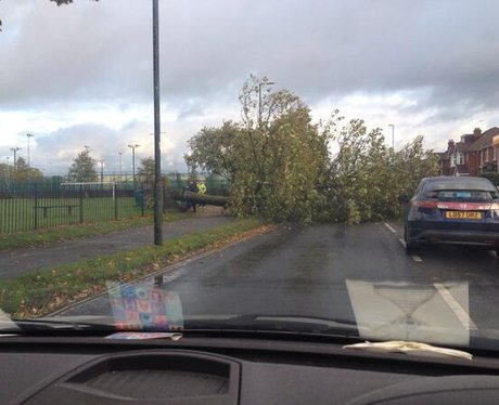 Trees down in Hampshire