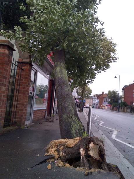 uprooted tree in london