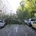 Image 5: fallen tree in a london street
