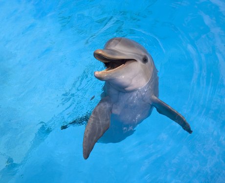 Playtime! A dolphin happily swims at the National Aquarium in Cuba ...