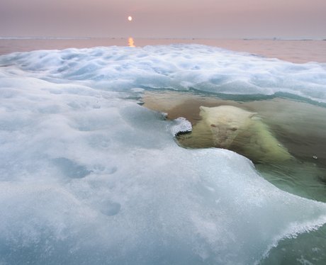 Wildlife Photographer of the Year 2013