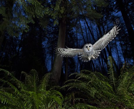 owl in natural habitat