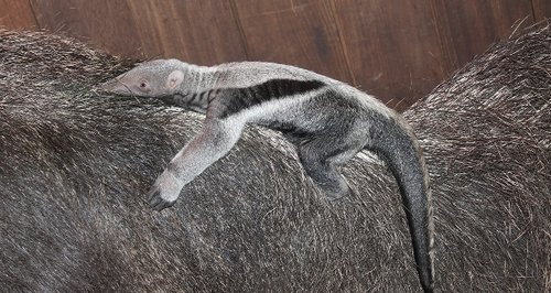baby giant anteater at Marwell Zoo