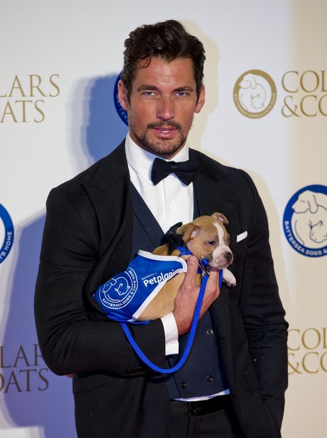 david gandy with a puppy