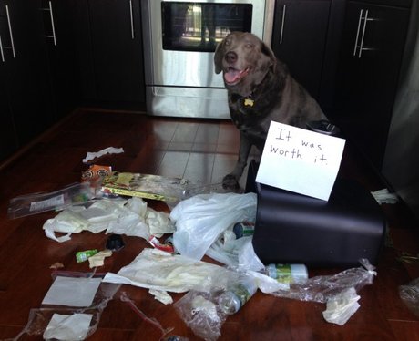 The time the dog shame was totally worth it. - Best Dog Shaming Moments ...