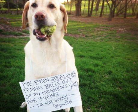 Dog Shaming
