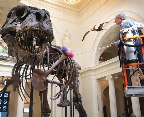 A T.Rex skeleton