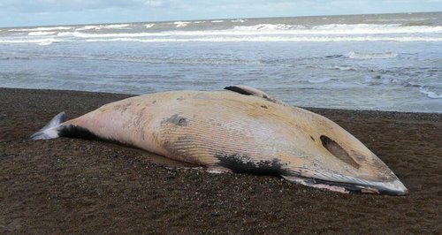 Cromer Whale