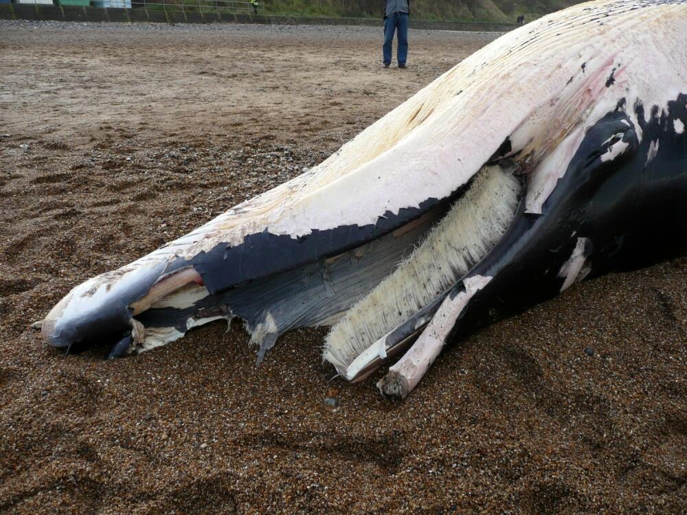 Cromer Whale 3