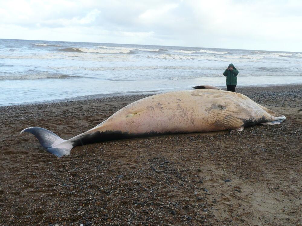 Cromer Whale