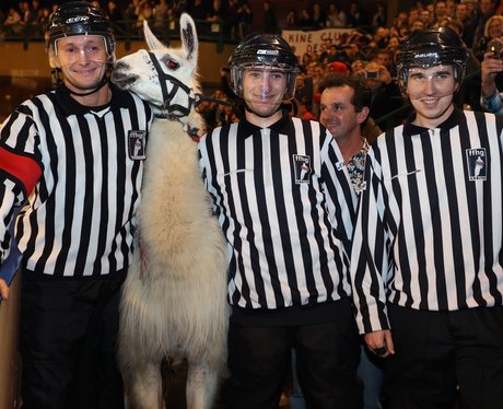 Serge the llama with his owner