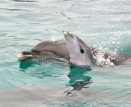 Bottlenose dolphins swimming at SeaWorld